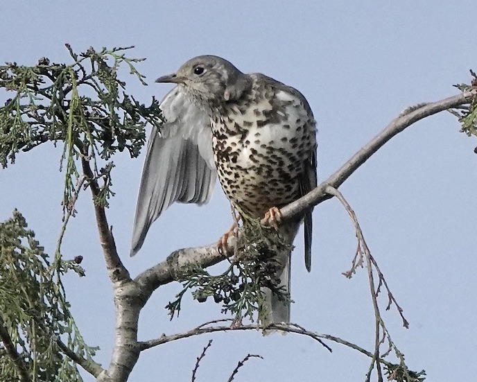 mistle thrush
